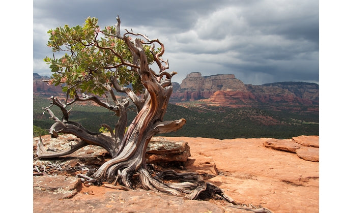 Unveiling the Power: What Exactly is a Spiritual Vortex? This is an image of a Twisting tree believed to have twisted due to the forces of the Sedona vortex. The Sedona red rock formation are in the background. 